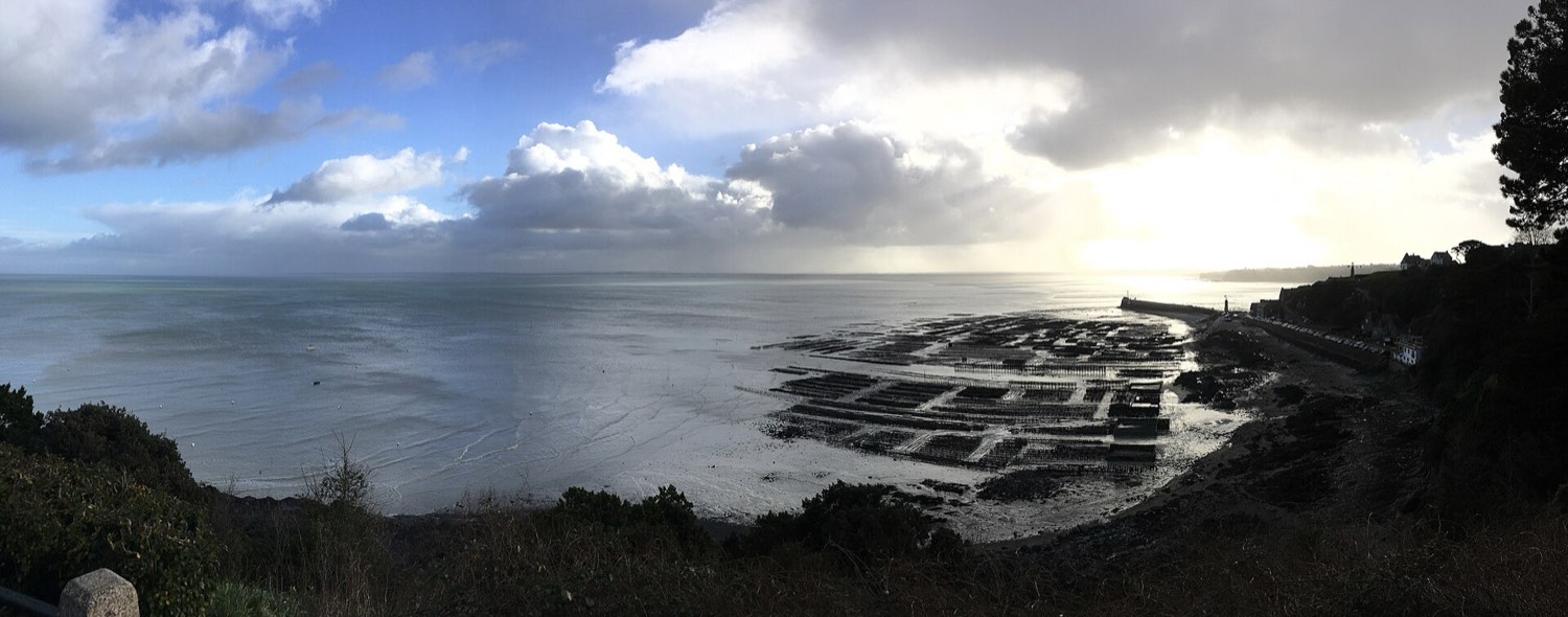 Cancale's oyster beds uncovered at low water